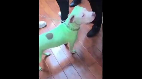 slime language 2 dog green.